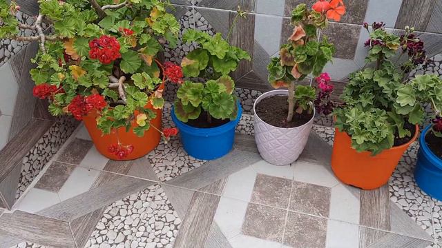 Silivri Teras Bahçemiz 2 смотреть онлайн