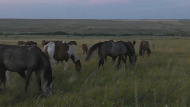 Вечерний табун Ахметдина смотреть онлайн