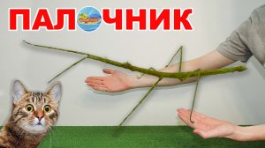 Палочник.  Привидение у вас в террариуме