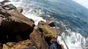 jig fishing in Israel! TSURINOYA Tyrants vs Palamida