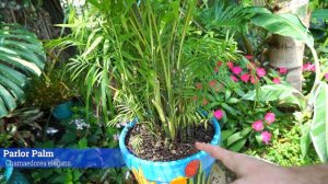 How to Grow Parlor Palms Indoors || Chamaedorea elegans