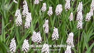 Muscari 'Pink Sunrise' (pink "grape hyacinth") - FarmerGracy.co.uk