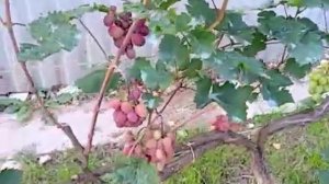 Виноград Подмосковья 01.09.2022г. Начало созревания ягод винограда. Созрели ягоды Восторга на улице