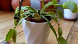 Венерина мухоловка (діонея) їсть муху #carnivorousplants #venusflytrap