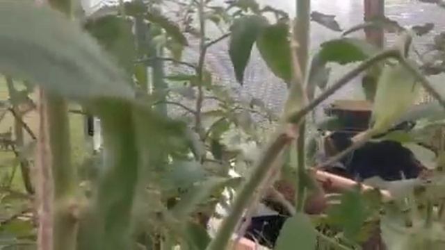 Томат Корнабель июнь2020.Перец Палермо.Огурец Шопен. смотреть онлайн