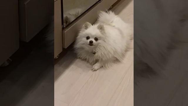Наша красотуля#шпиц#померанец#dogs#animals