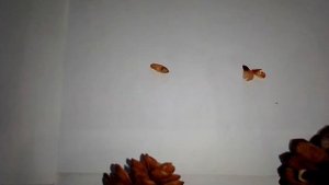 Немного слов о шишках хвойных деревьев