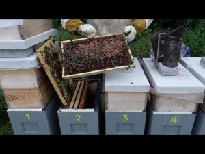 развитие отводков в шестирамочниках .часть 7  . анализ маток . нету взятка,пчелы голодают