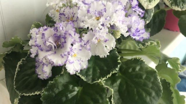 Обзор цветения моих фиалок смотреть онлайн