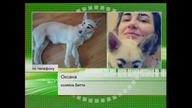 Чернобровая собака Бетти из Братска завела аккаунт в Инстаграм и поехала на передачу к Андрею Малах