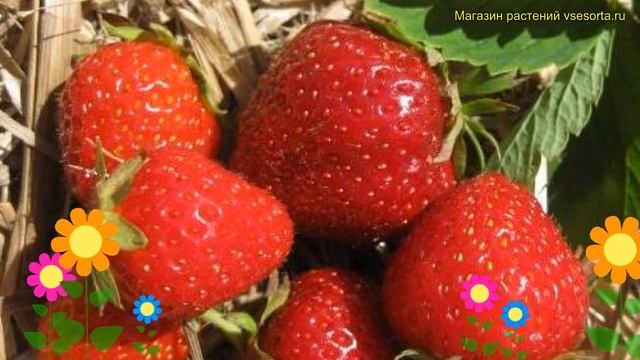 Земляника садовая Капри. Краткий обзор, описание характеристик fragaria ananassa Капри смотреть онлайн