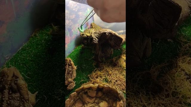 жаба ага ест (bufo marinus, rhinella marina, cane toad feeding) смотреть онлайн