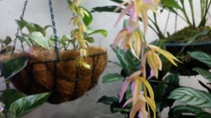 Цветение Орхидеи Целогина, COELOGYNE ROCHUSSENII