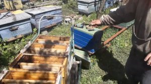 Формирование нуклеуса облетника на рамку дадана