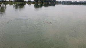 Щука в Осетии на 8,6 кг....