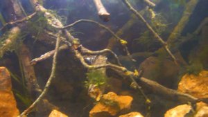 Креветочник на 50 литров