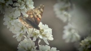 Мысли молодых о монашестве. Письмо 1. Орский Иверский женский монастырь. 2020