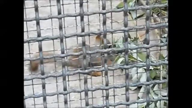 Белка танцует.Squirrel dances. смотреть онлайн