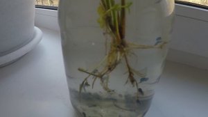 Я ВЫРАСТИЛ ЛЯГУШКУ ИЗ ИКРЫ!!! Смотри как я это сделал! Видео эксперимент.