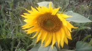 Рамиль Галимзянов.Ялгыз конбагыш.