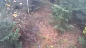 Самая опасная охота на кабана