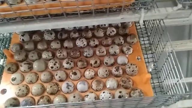 Инкубация перепелов. Первый блин комом.