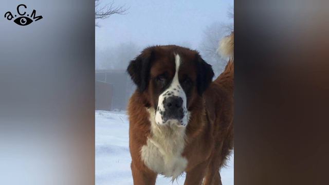 САНБЕРНАР - ЛЮБОПИТНИ ФАКТИ ЗА ПОРОДАТА а.С.м смотреть онлайн