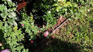 Самое неприхотливое и быстрорастущее растение Посконник. Делю и размножаю куст. Розы. Укоренитель