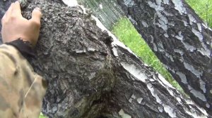 Продам сувель березы размеры 300*200*150 заказ по ссылке https://vk.com/public142130349 березовый