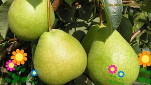 Груша Есенинская. Краткий обзор, описание характеристик pyrus communis Eseninskaya