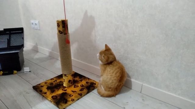 Когтеточка для котенка | какую когтеточку выбрать для котенка