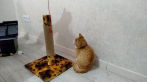 Когтеточка для котенка | какую когтеточку выбрать для котенка