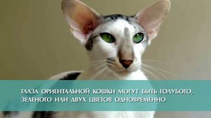 Ориенталы