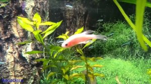 Микобактериоз или туберкулез у аквариумных рыб.