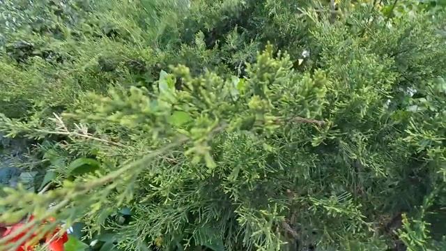 Барвинок большой (Vinca major) белого цвета