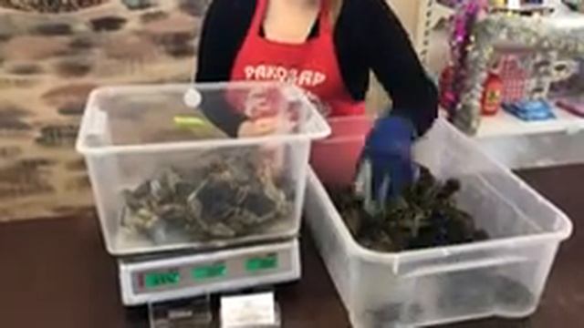 Как купить живых раков в Саратове