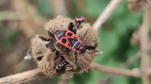 Самые СМЕРТОНОСНЫЕ животные в мире