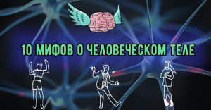 10 мифов о человеческом теле