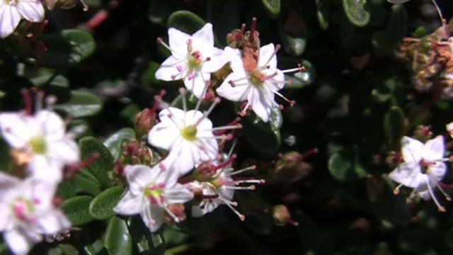 Great Smoky Mountains: What's Blooming, Heath Balds смотреть онлайн