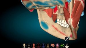 Жевательные мышцы в 3D. Крепления, движения, иннервация, кровоснабжение. Миология. Mm. masticatorii