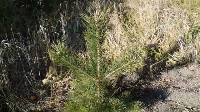 Посадил саженец сосны! Как деревце пережило ЛЕТО! смотреть онлайн