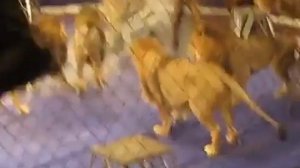 ЧП в цирке города Ташкент! Хищники напали на артиста!!! Слабонервным не смотреть! ????