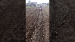 мотоблок мтз. посадка картофеля под плуг