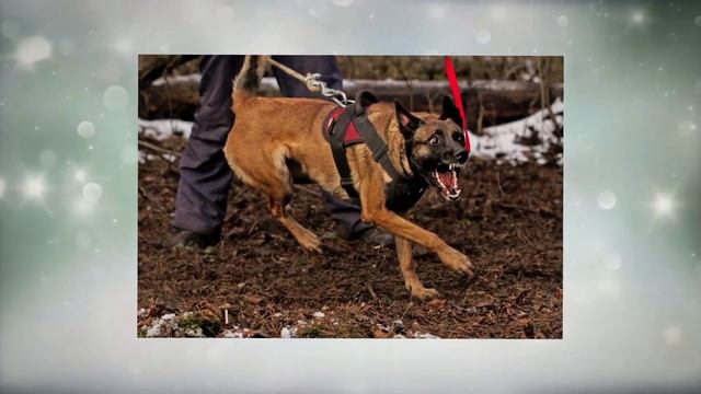 Бельгийская овчарка - Малинуа Лиза . смотреть онлайн