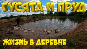 Тревожное утро. Гусята вышли на пруд ! [Жизнь в деревне]