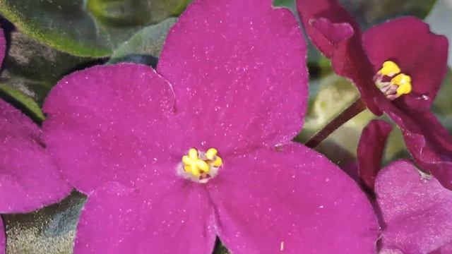 В мире комнатных цветов. Две малышки-фиалки Сатинвайн смотреть онлайн