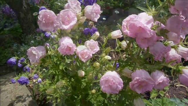 Лучшие многолетники цветущие в июне. Музыка для души. Very beautiful music. смотреть онлайн