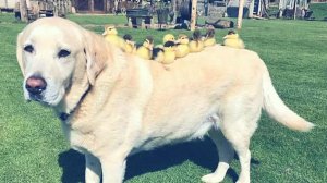 When Mother Duck Disappears Dog - Steps In As Dad To Adorable Orphaned Ducklings.mp4