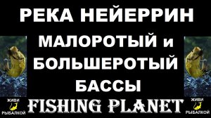 Малоротый и большеротый бассы на реке Нейеррин