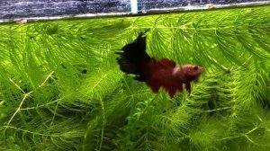 Брачные игры петушков в общем аквариуме.